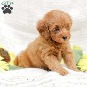 Lacey F1BB, Mini Goldendoodle Puppy
