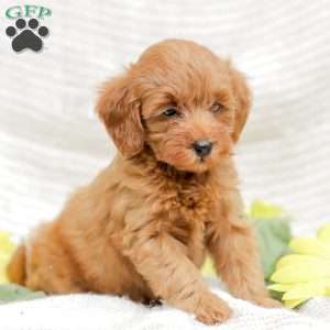 Lacey F1BB, Mini Goldendoodle Puppy