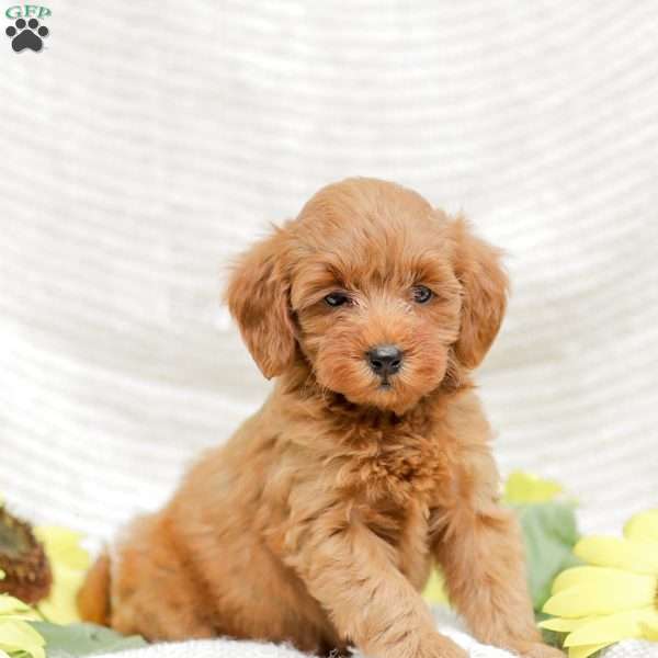 Lacey F1BB, Mini Goldendoodle Puppy