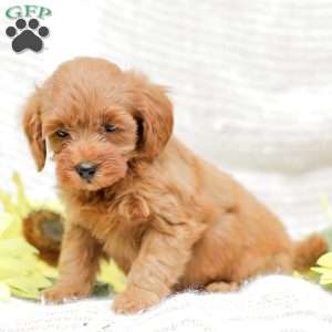 Lacey F1BB, Mini Goldendoodle Puppy