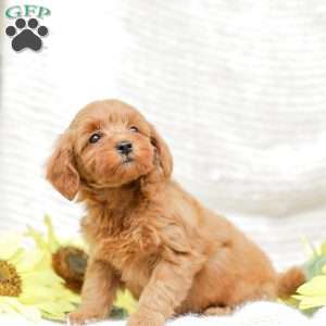 Lacey F1BB, Mini Goldendoodle Puppy