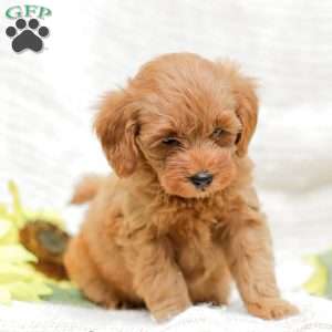 Lacey F1BB, Mini Goldendoodle Puppy