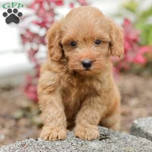 Lori  F1BB, Mini Goldendoodle Puppy