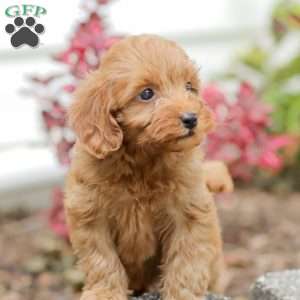 Lori  F1BB, Mini Goldendoodle Puppy