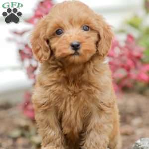 Lori  F1BB, Mini Goldendoodle Puppy
