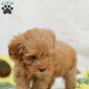 Lori  F1BB, Mini Goldendoodle Puppy