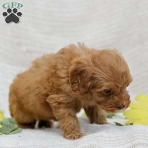 Lori  F1BB, Mini Goldendoodle Puppy
