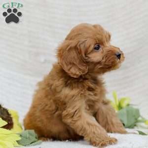 Lori  F1BB, Mini Goldendoodle Puppy