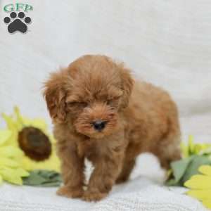 Lori  F1BB, Mini Goldendoodle Puppy