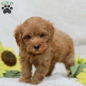 Lori  F1BB, Mini Goldendoodle Puppy