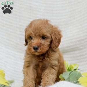 Lori  F1BB, Mini Goldendoodle Puppy