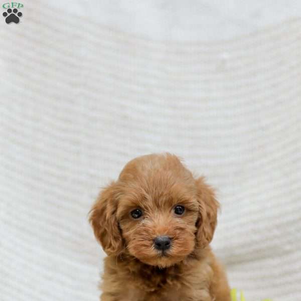 Lori  F1BB, Mini Goldendoodle Puppy