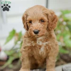 Lavon F1BB, Mini Goldendoodle Puppy