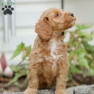 Lavon F1BB, Mini Goldendoodle Puppy