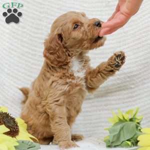 Lavon F1BB, Mini Goldendoodle Puppy