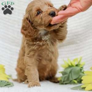 Lavon F1BB, Mini Goldendoodle Puppy
