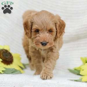 Lavon F1BB, Mini Goldendoodle Puppy