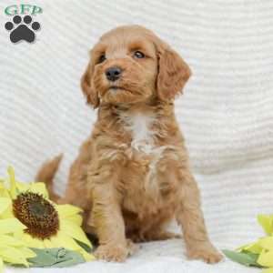 Lavon F1BB, Mini Goldendoodle Puppy