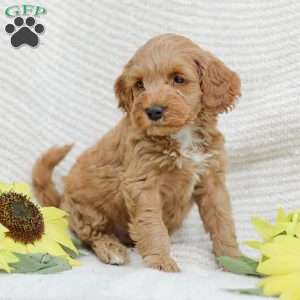 Lavon F1BB, Mini Goldendoodle Puppy