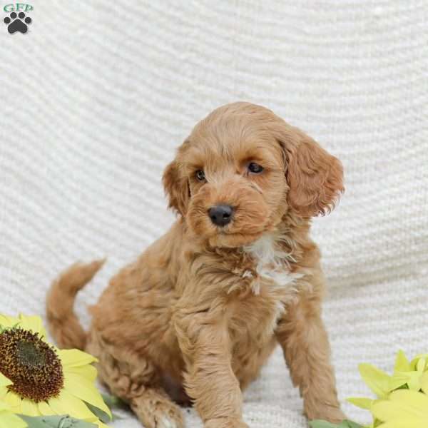 Lavon F1BB, Mini Goldendoodle Puppy