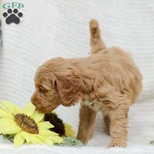 Lavon F1BB, Mini Goldendoodle Puppy