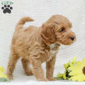 Lavon F1BB, Mini Goldendoodle Puppy