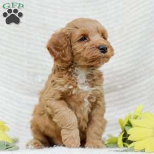 Lavon F1BB, Mini Goldendoodle Puppy