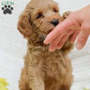 Lavon F1BB, Mini Goldendoodle Puppy