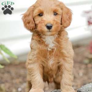 Landon F1BB, Mini Goldendoodle Puppy