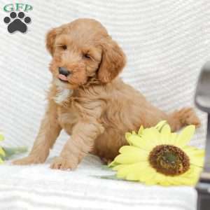 Landon F1BB, Mini Goldendoodle Puppy