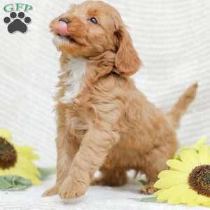 Landon F1BB, Mini Goldendoodle Puppy