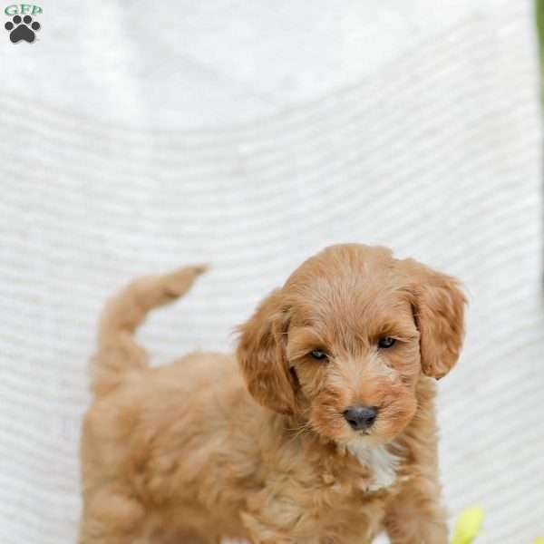 Landon F1BB, Mini Goldendoodle Puppy