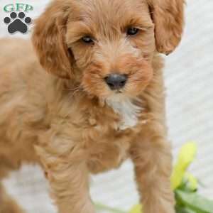 Landon F1BB, Mini Goldendoodle Puppy