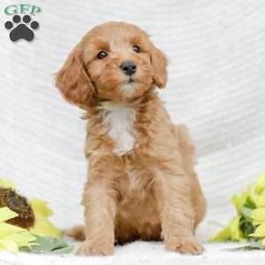 Landon F1BB, Mini Goldendoodle Puppy