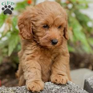 Leon F1BB, Mini Goldendoodle Puppy