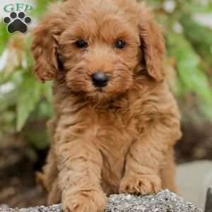 Leon F1BB, Mini Goldendoodle Puppy