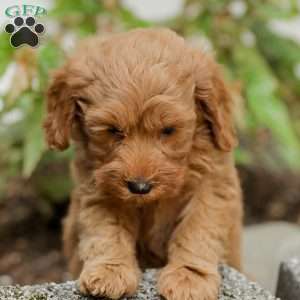 Leon F1BB, Mini Goldendoodle Puppy