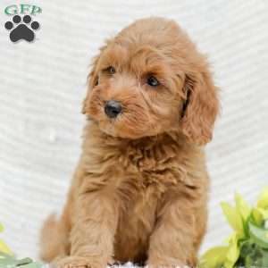 Leon F1BB, Mini Goldendoodle Puppy