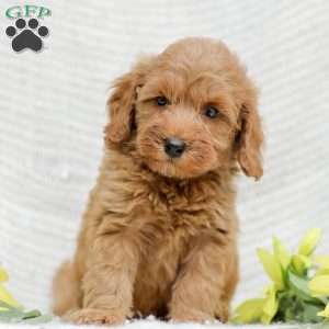 Leon F1BB, Mini Goldendoodle Puppy