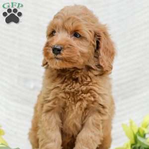 Leon F1BB, Mini Goldendoodle Puppy