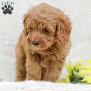 Leon F1BB, Mini Goldendoodle Puppy