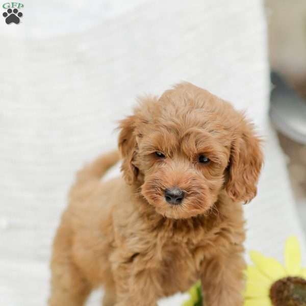 Leon F1BB, Mini Goldendoodle Puppy