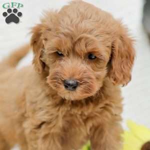 Leon F1BB, Mini Goldendoodle Puppy