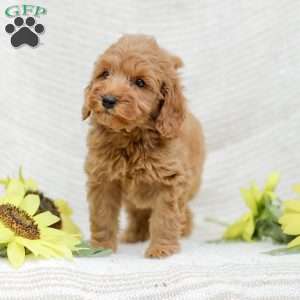 Leon F1BB, Mini Goldendoodle Puppy