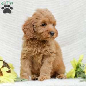 Leon F1BB, Mini Goldendoodle Puppy