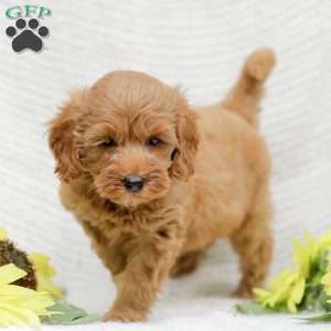 Leon F1BB, Mini Goldendoodle Puppy