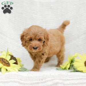 Leon F1BB, Mini Goldendoodle Puppy