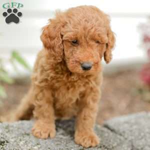 Levi F1BB, Mini Goldendoodle Puppy