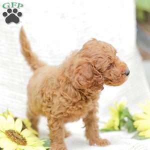 Levi F1BB, Mini Goldendoodle Puppy