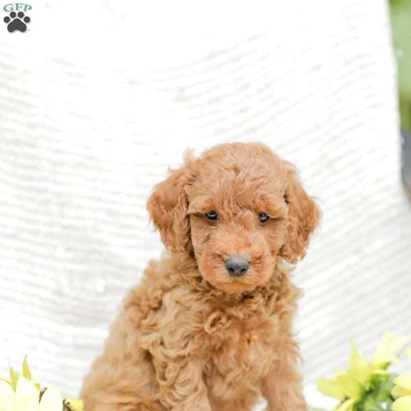 Levi F1BB, Mini Goldendoodle Puppy